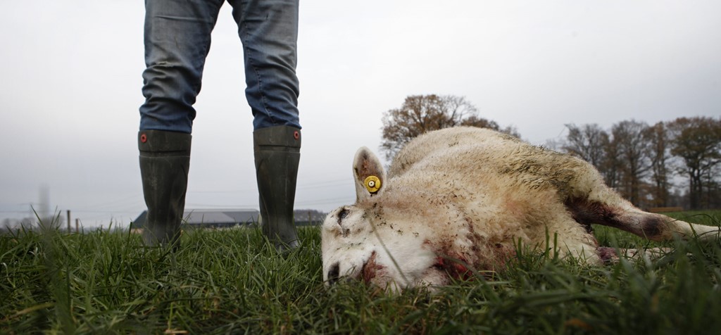 Schade-aan-vee-dood-schaap-scaled