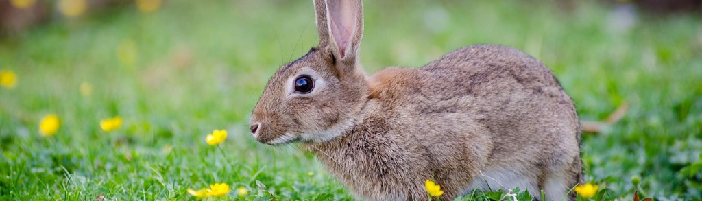 Banner konijn