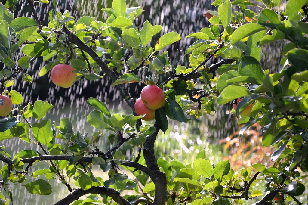 Appels fruitteelt beregenen irrigatie