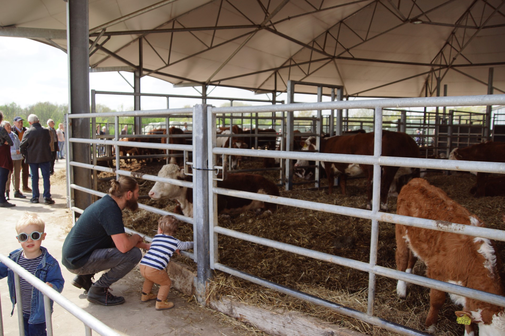 Loeren bij de boeren - Hermans Herefords.JPG