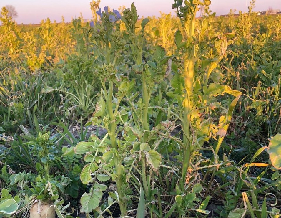 Groenbemestermengsel biodiversiteit (2)