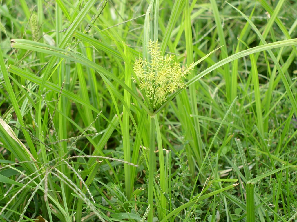 Knolcyperus