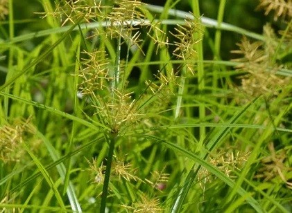 Knolcyperus 2
