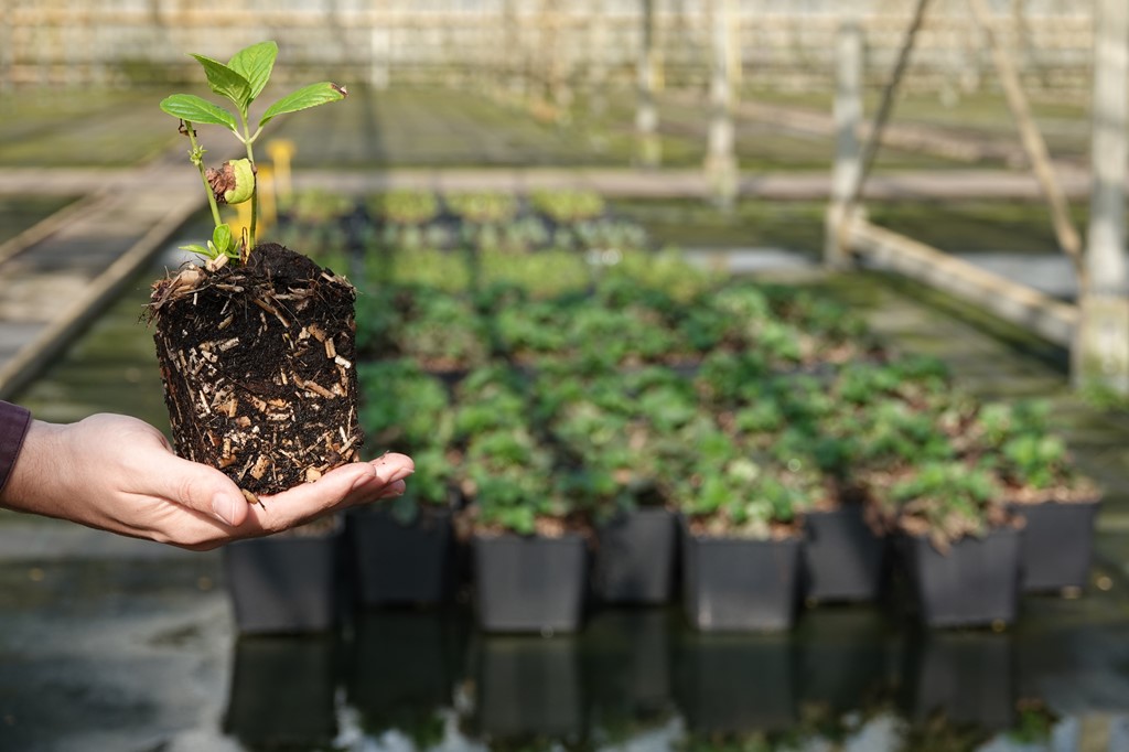 Substraat circulaire economie.JPG