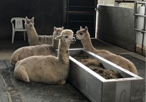Alpaca's boerderji in de puthof posterholt