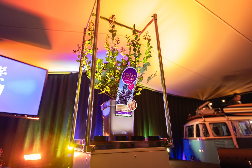 Sering 'Purple Celebration' ®