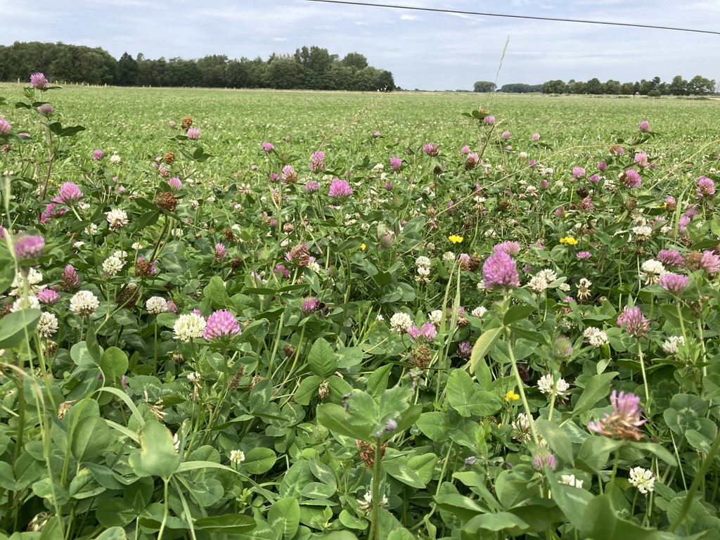Kruidenrijk grasland biodiversiteit.JPEG