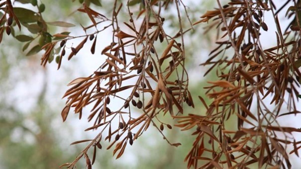 Q-organismen boomkwekerij