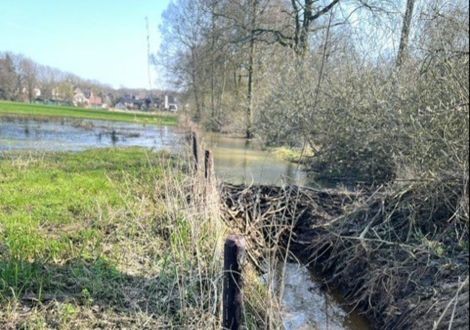 Wateroverlast door bever