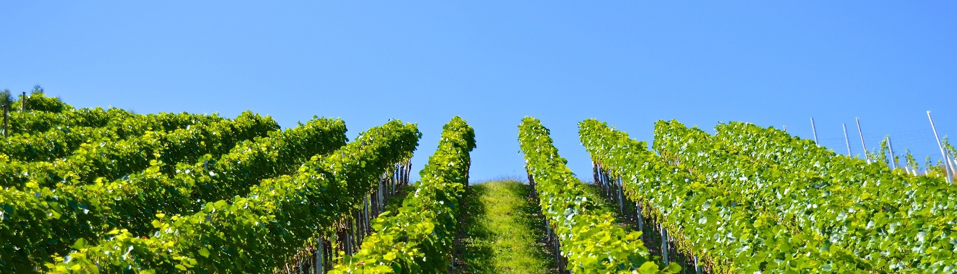 Wijnbouw banner