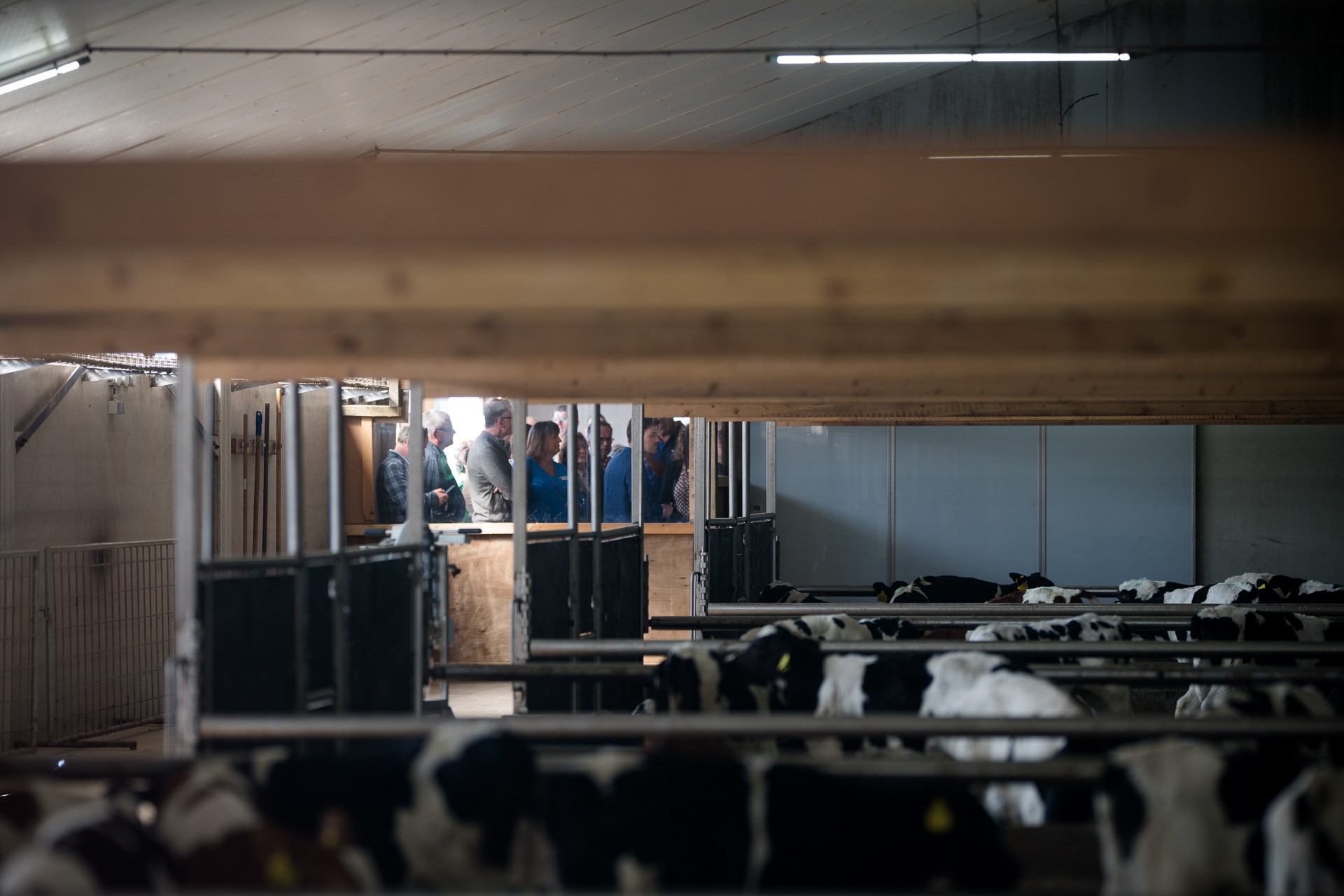 WEB JH-loerren bij de boeren-250427-Weert-JHF_4023