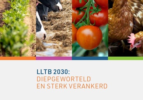 Strategie visie diepgeworteld sterk verankerd