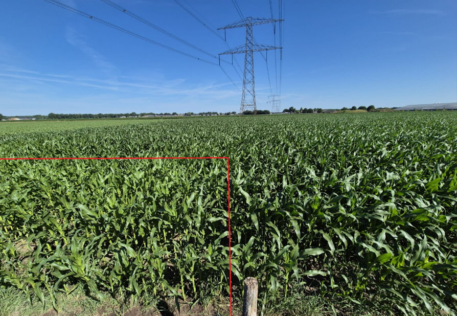 Nitraatweerbericht 5 - Mais